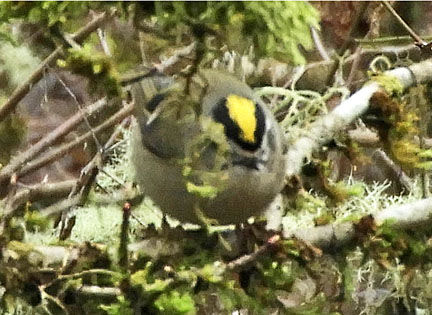 golden crowned kinglet 2 small graphic